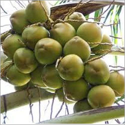 ताज़े हरे नारियल