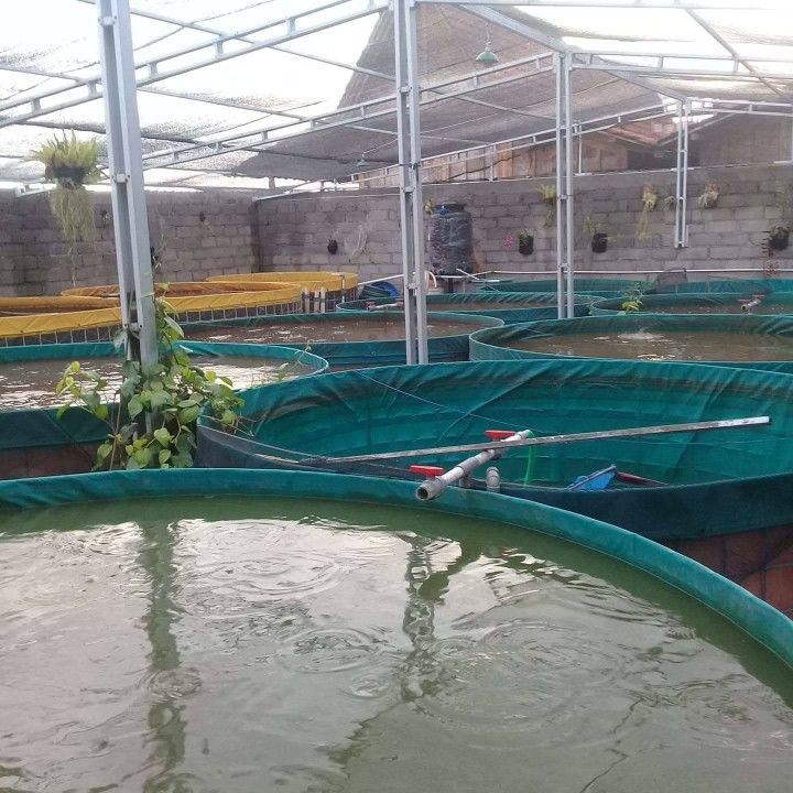 Biofloc Fish Farming Tank 11 diameter 1250 GSM ( 75627 liter)