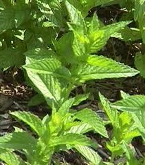 Eucalyptus Spearmint Oil Age Group: Adults