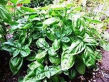 Basil Oil Age Group: Adults