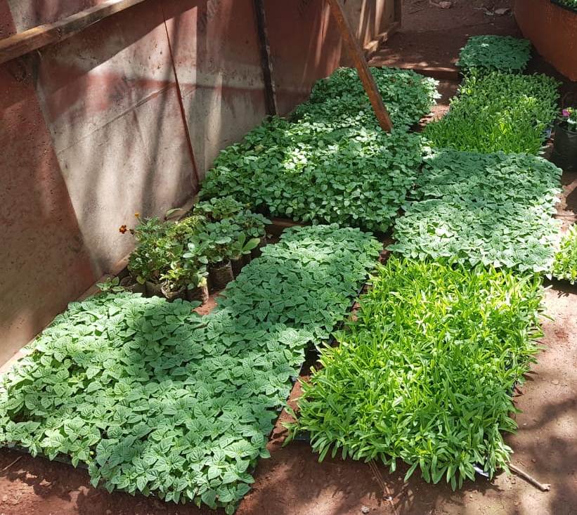 Micro Green Grow Trays