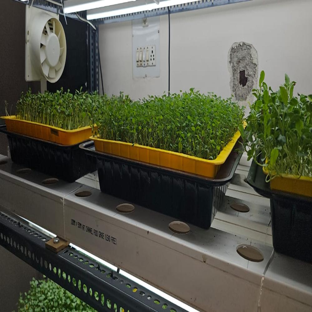 Micro Green Grow Trays