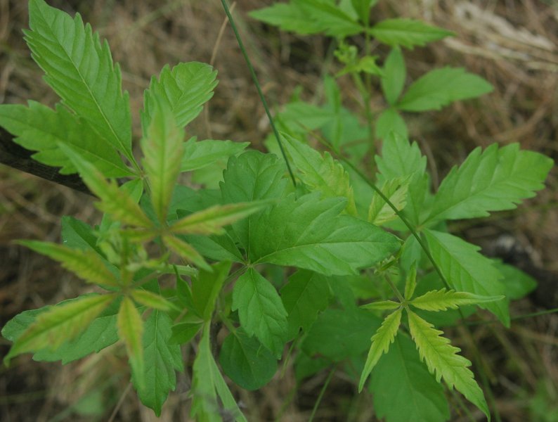 Vitex Negundo - Additives: Na