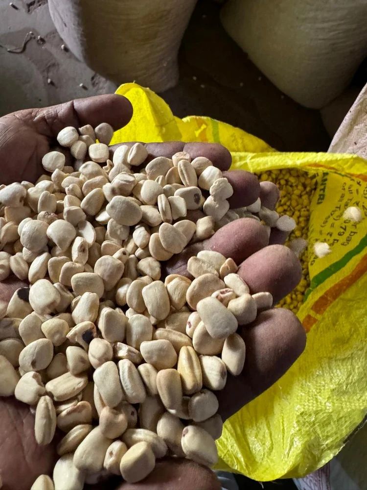 Tamarind White Seed - Pack Size: Bags