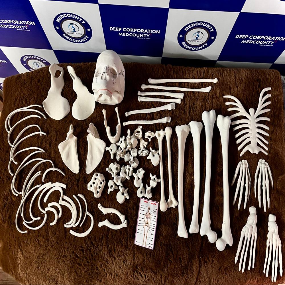 Disarticulated Skeleton Model - Application: Medical