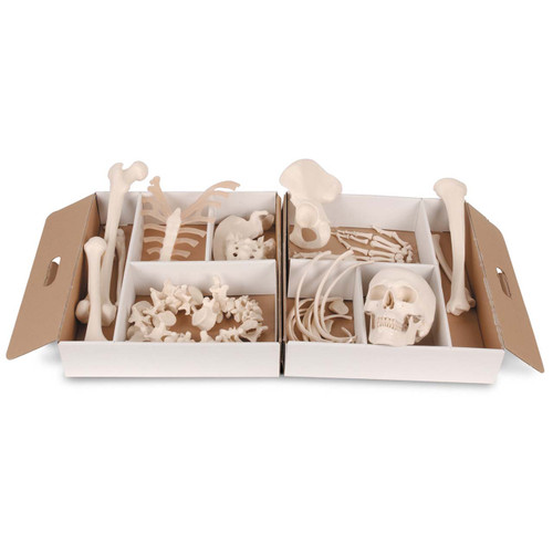 Disarticulated Skeleton Model - Application: Medical