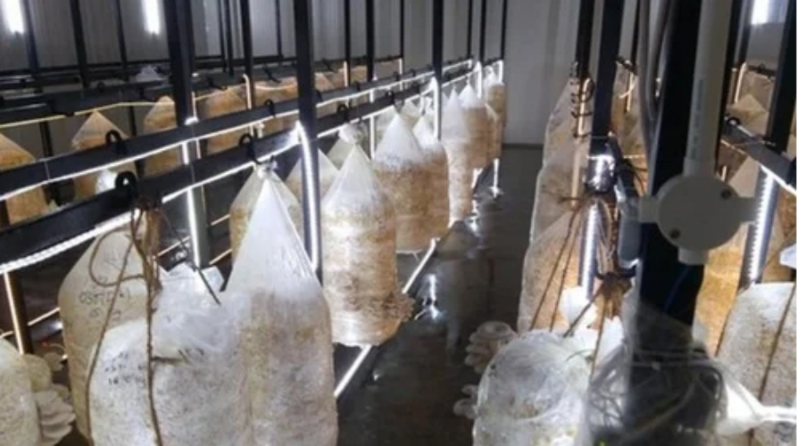 Button Mushroom Farming Consultancy Service
