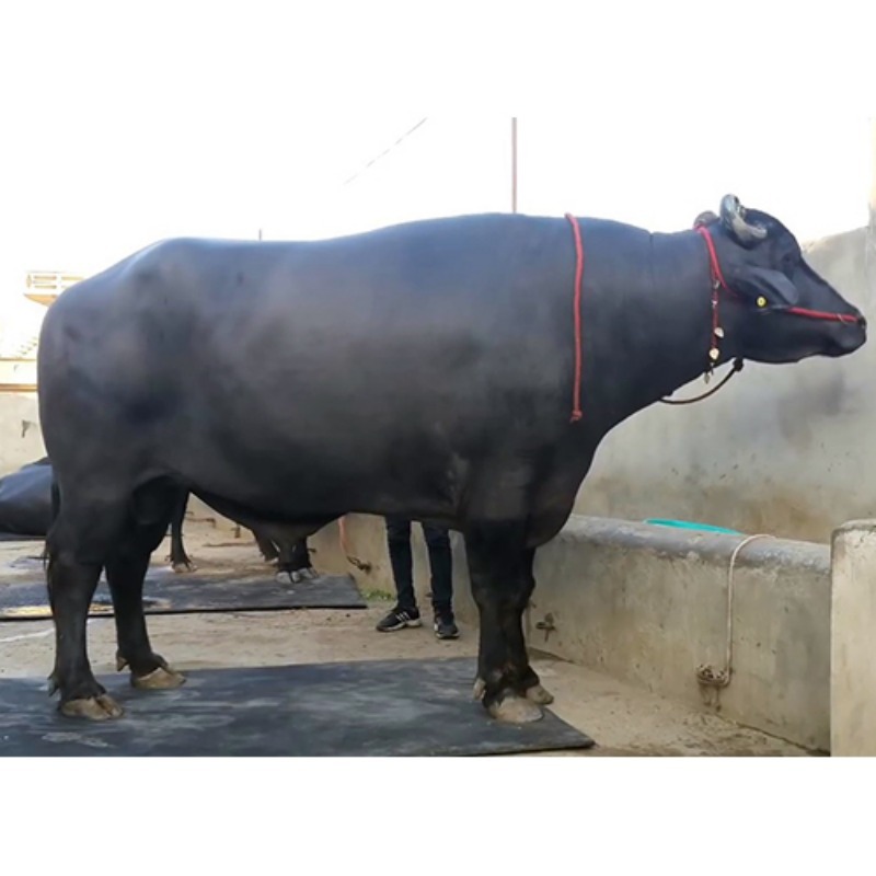 मुर्रा बैल