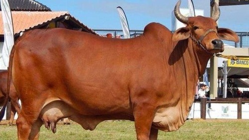 Red Sindhi - Color: As Per Availability