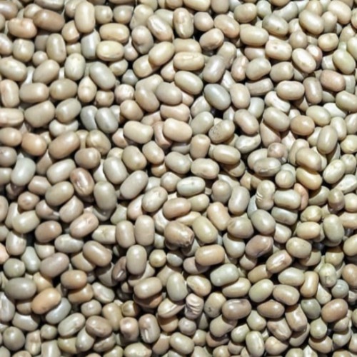 Moth Bean (Matki)