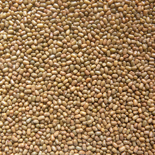 Moth Bean (Matki) Seed - Cultivation Type: Organic