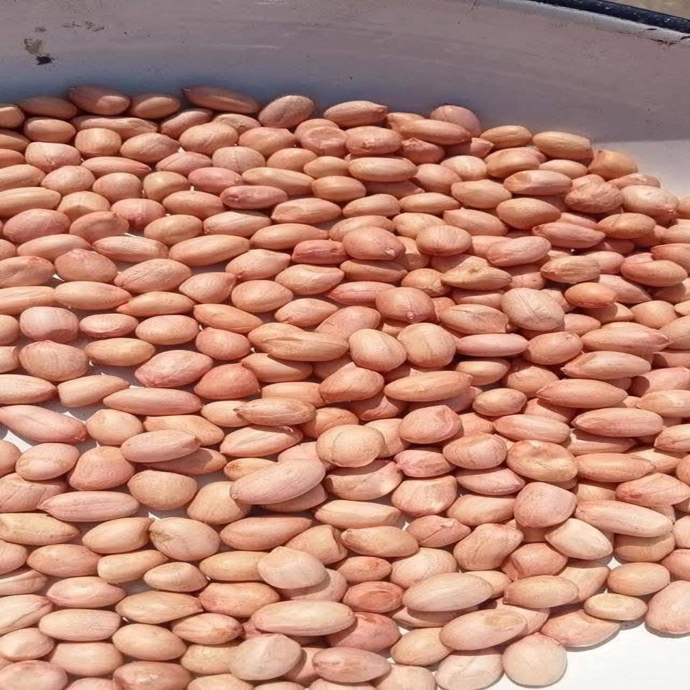 Peanut Seeds - Color: Brown