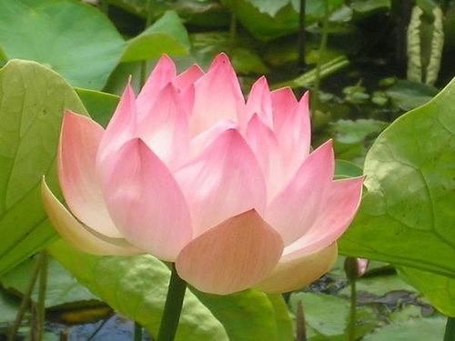 Nelumbo Nucifera Extract