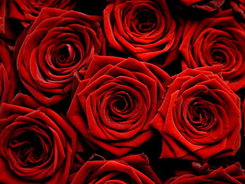 Rose PG Extract