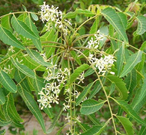 Neem PG Extract