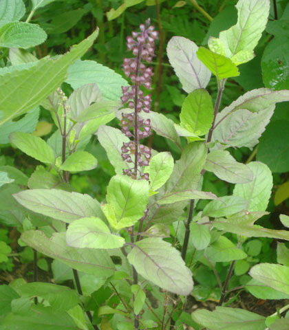 Ocimum Sanctum Extract