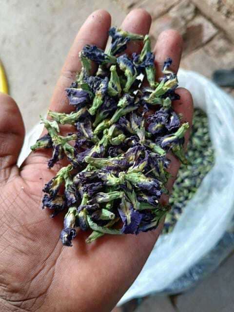 Blue Pea