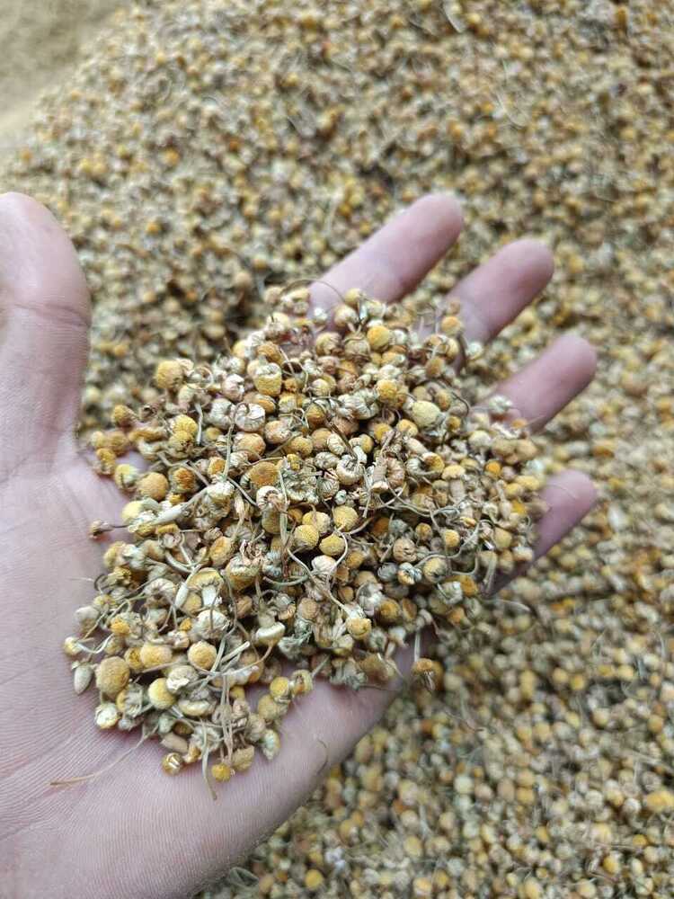 Chamomile Flower - Age Group: For Adults