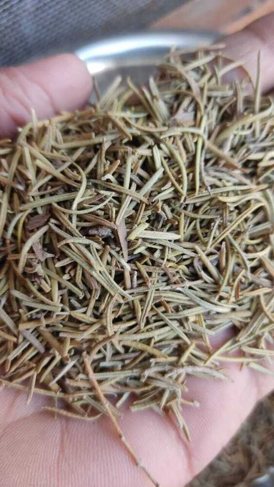 Dry Rosemary - Age Group: For Adults