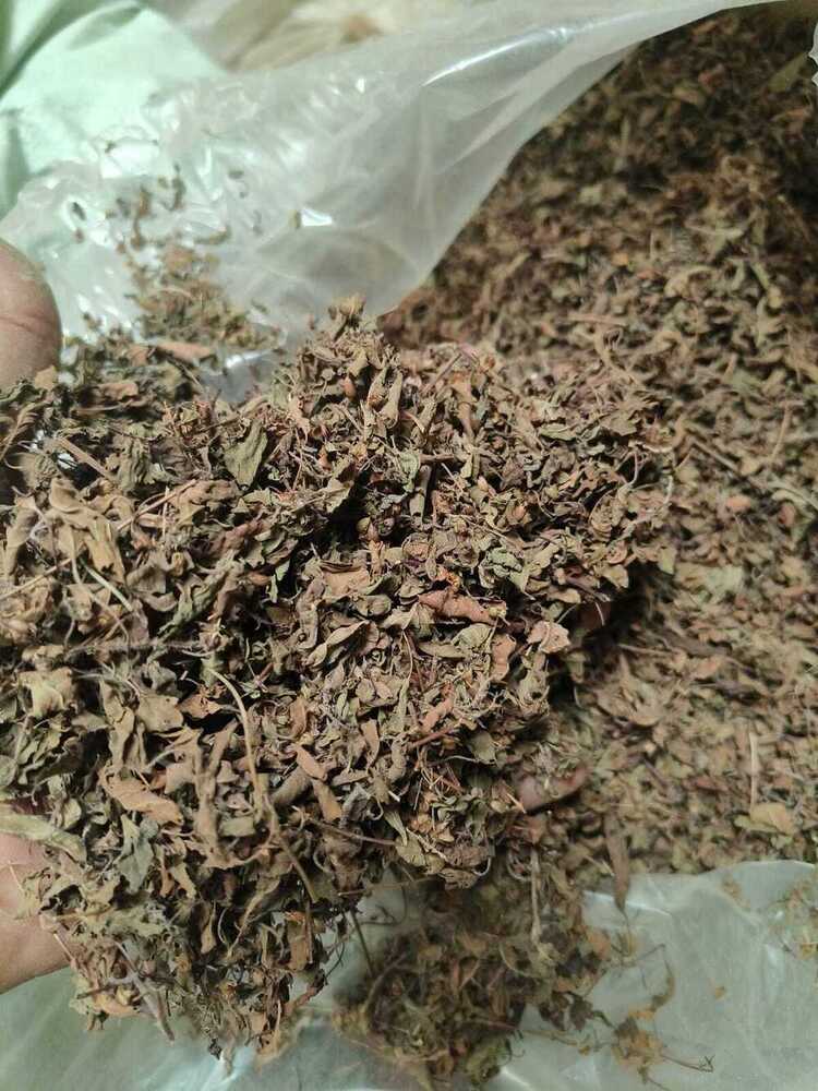 Tulsi Leave Rama - Age Group: For Adults