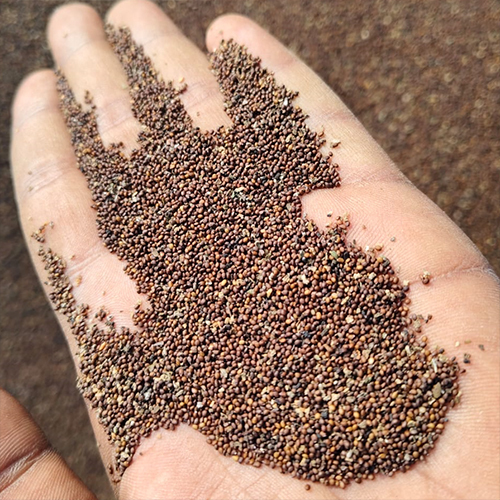 Tulsi Seed - Age Group: For Adults