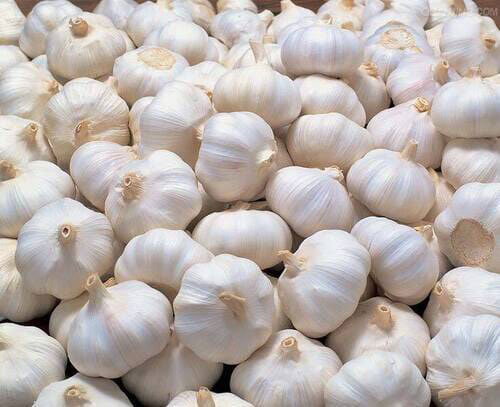 Normal Garlic