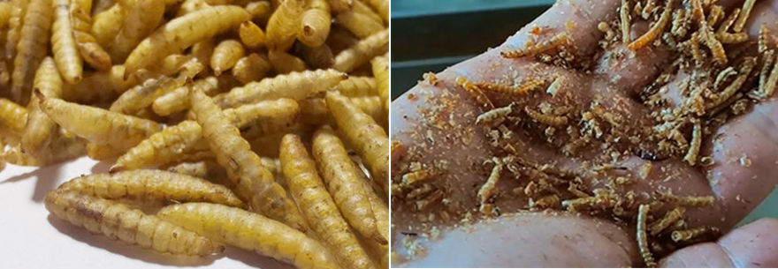 BSF MICRO WAVE DRYER