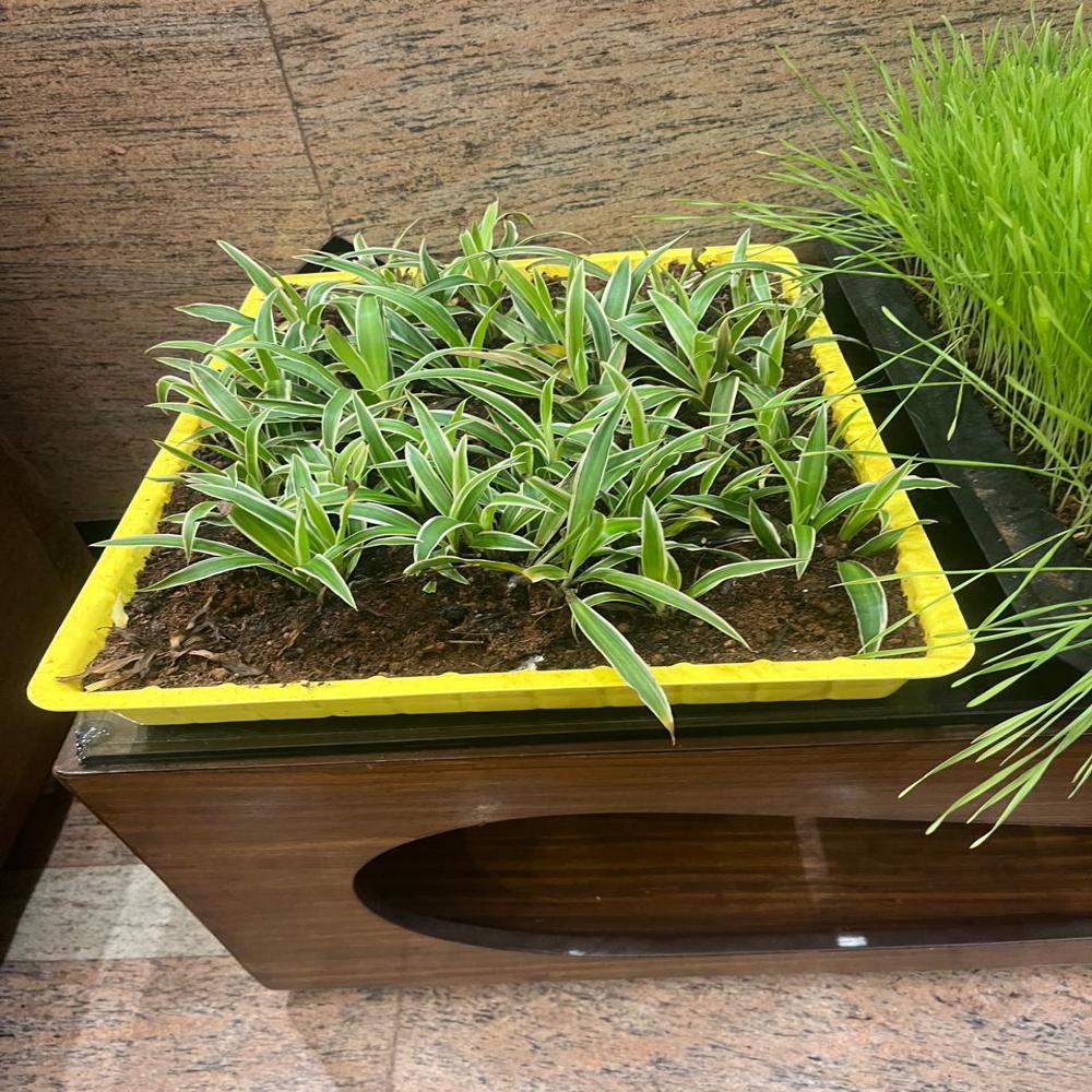 Nursery Plant Tray