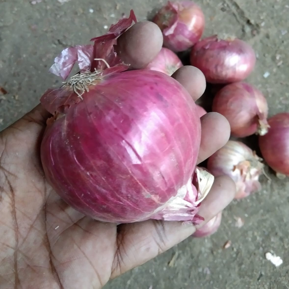 Fresh Onion - Cultivation Type: Organic