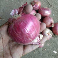 Fresh Onion