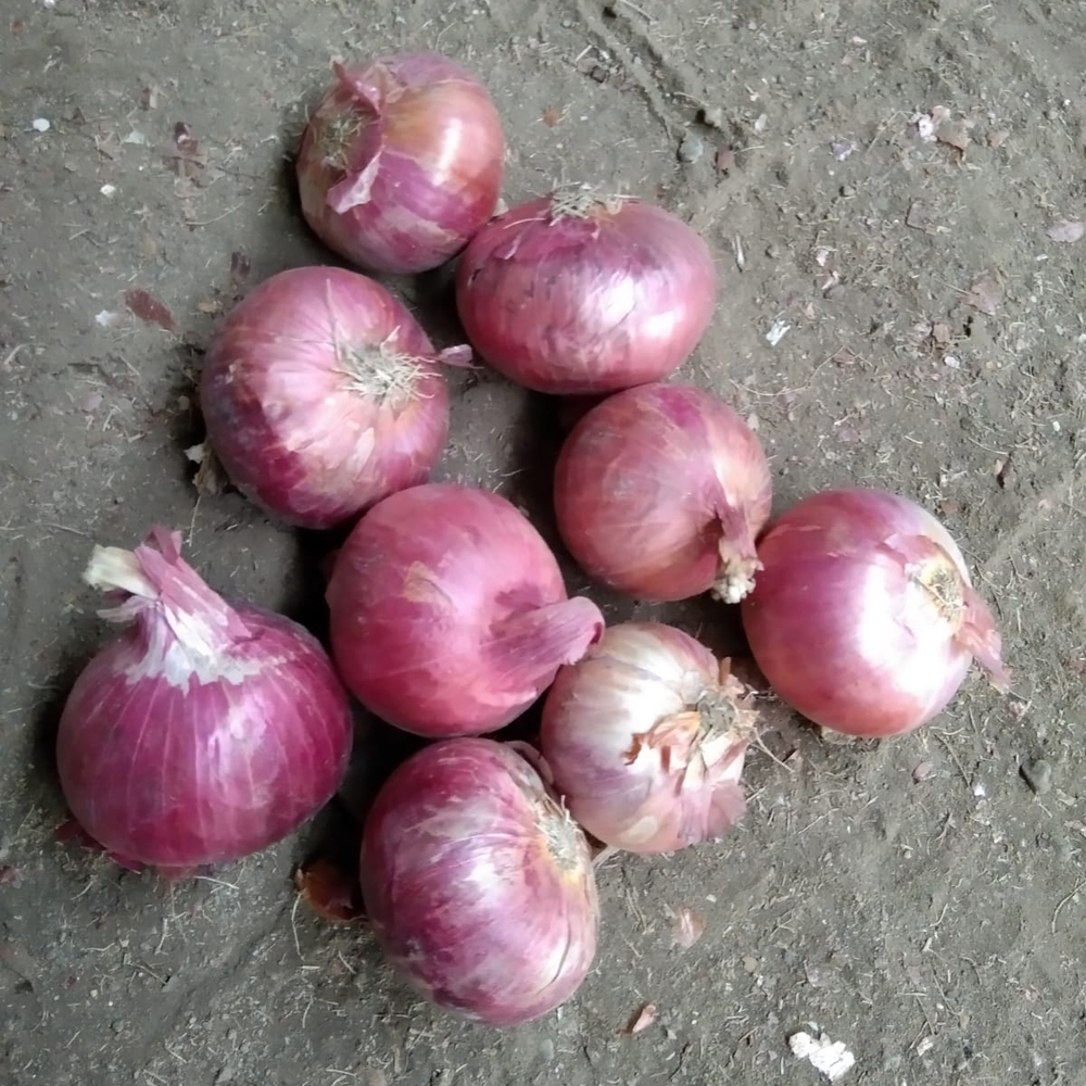 Fresh Onion - Cultivation Type: Organic