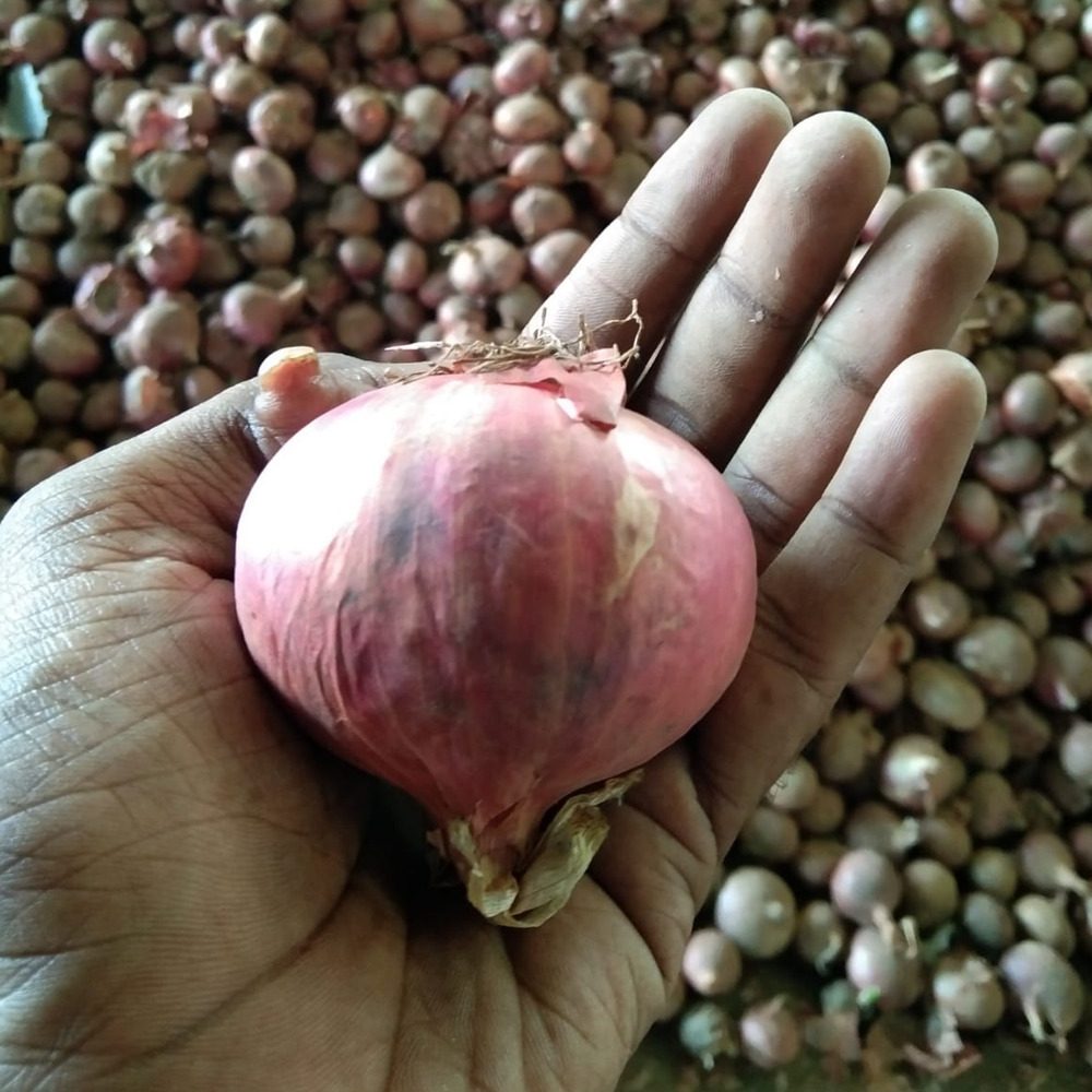 Red Onion - Cultivation Type: Organic