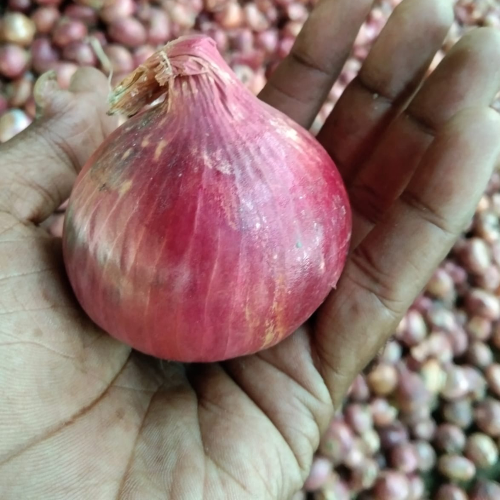 Red Onion - Cultivation Type: Organic