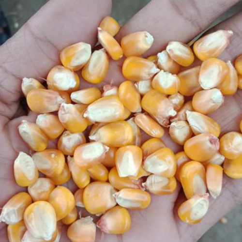 Yellow Maize
