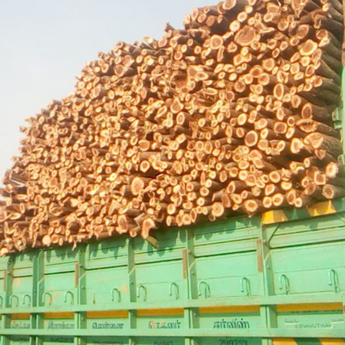 भूरा प्रोसोपिस जुलीफ्लोरा लकड़ी
