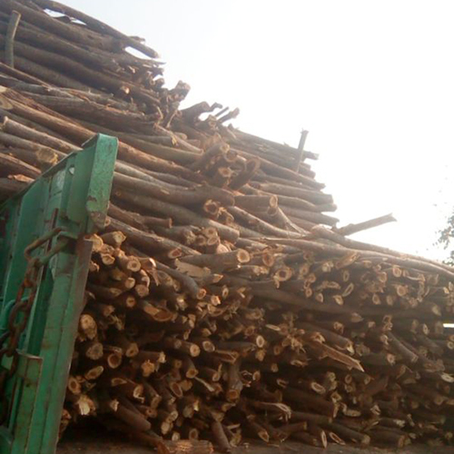 Brown Prosopis Juliflora Wood - Feature: Good Quality