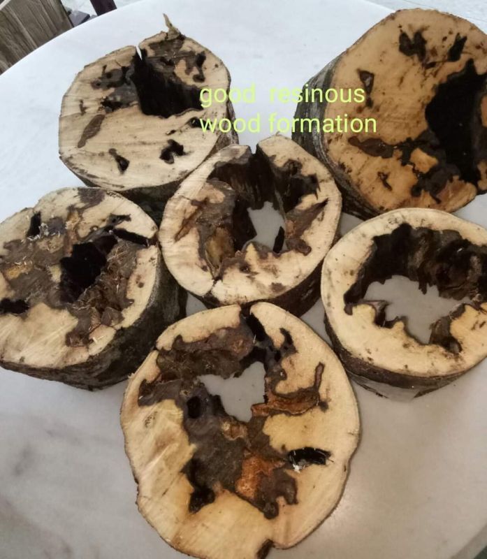 Agarwood Harvesting Service