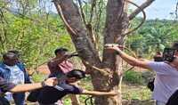 Agarwood Inoculation Service