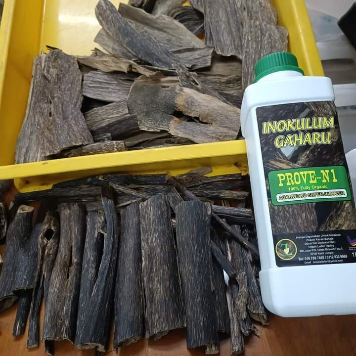 Agarwood Inoculation Service