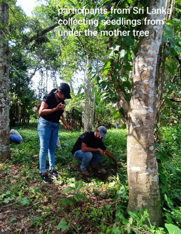 Agarwood Plantation Service