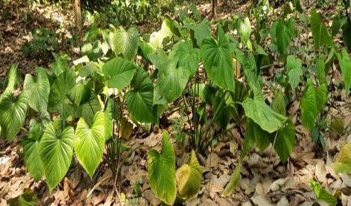 Sugandhmantri Farming Service By Prove-N1 Global