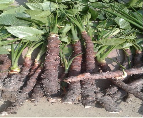 Sugandhmantri Farming Service