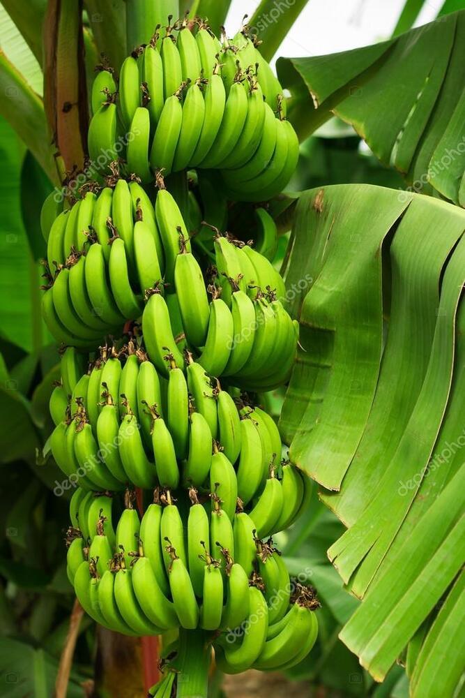 Banana Fresh Banana - Color: Green