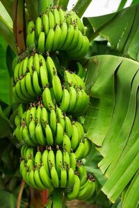 Banana Fresh Banana - Color: Green