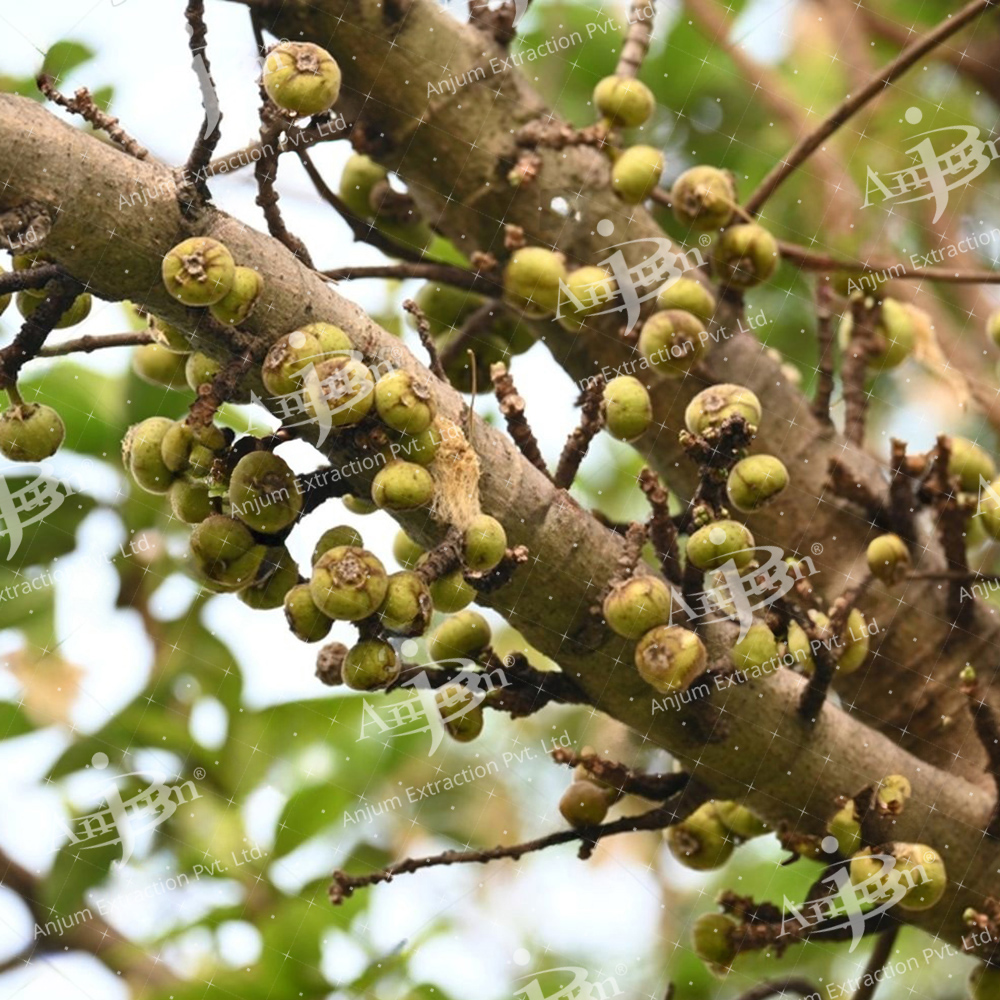 Udumber Bark (Ficus Racemosa) Extract - Application: Medicine
