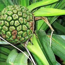 शुद्ध केवड़ा आवश्यक तेल