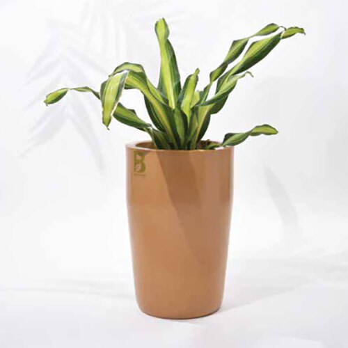 Cylindro Planter - Color: Brown