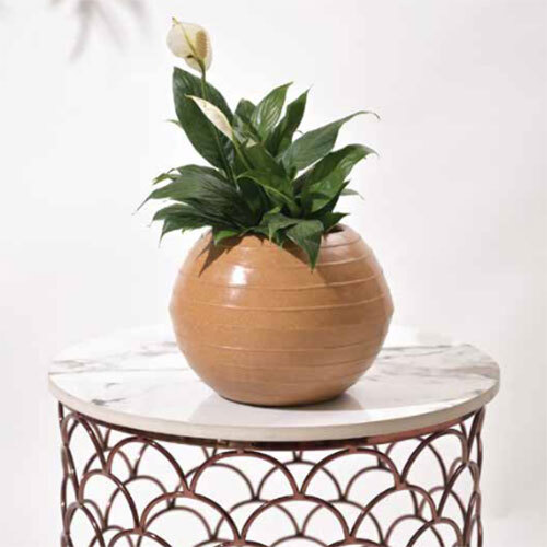 Rib Bowl Planter - Color: Brown