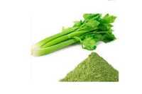 Celery Powder - Cultivation Type: Common