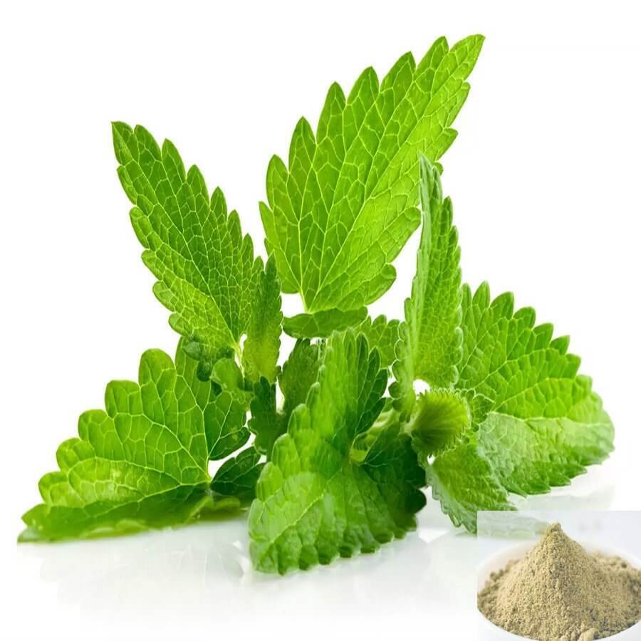 Mint -Pudina - Grade: Food Grade
